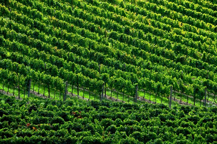 Selected photos from The Green Heart of Italy are available as signed, archival giclee prints