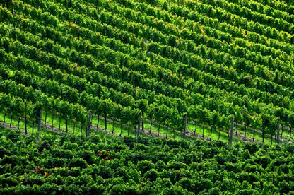 Selected photos from The Green Heart of Italy are available as signed, archival giclee prints